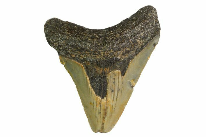 Juvenile Megalodon Tooth - North Carolina #147329